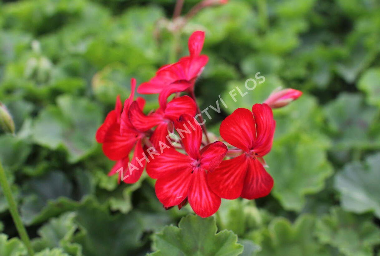 Muškát, pelargonie převislá jednoduchá 'Grand Idols Glory Days Red Orange Bicolor' - Pelargonium peltatum 'Grand Idols Glory Days Red Orange Bicolor'