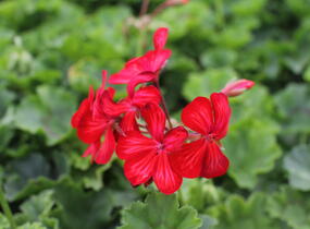 Muškát, pelargonie převislá jednoduchá 'Grand Idols Glory Days Red Orange Bicolor' - Pelargonium peltatum 'Grand Idols Glory Days Red Orange Bicolor'