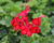 Muškát, pelargonie převislá jednoduchá 'Grand Idols Glory Days Red Orange Bicolor'