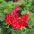 Pelargonium peltatum 'Grand Idols Glory Days Red Orange Bicolor'_1.JPG