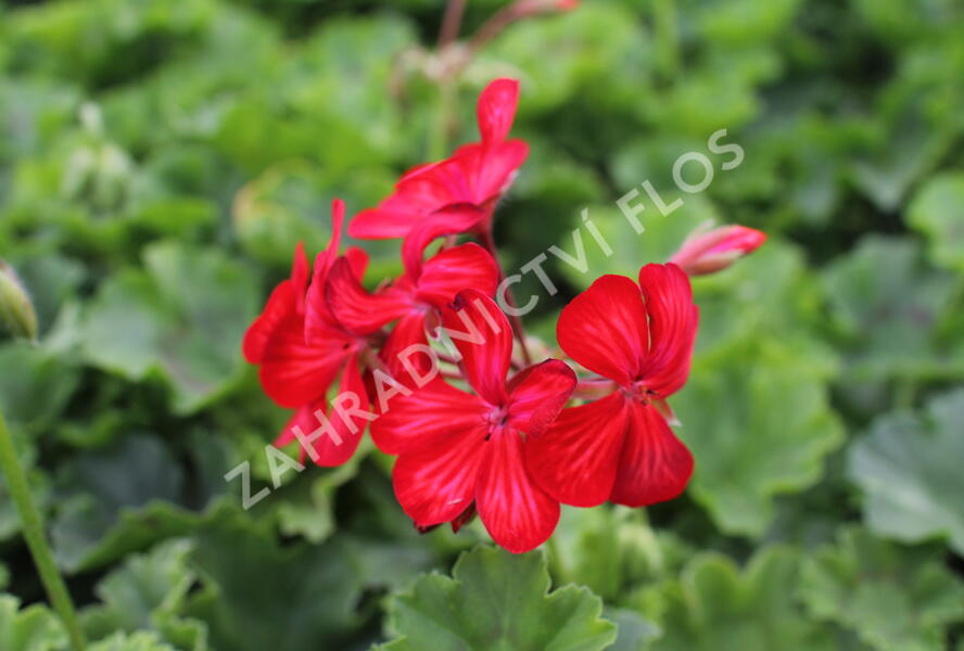Muškát, pelargonie převislá jednoduchá 'Grand Idols Glory Days Red Orange Bicolor' - Pelargonium peltatum 'Grand Idols Glory Days Red Orange Bicolor'