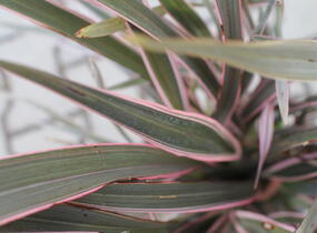 Lenovník novozélandský 'Pink Stripe' - Phormium tenax 'Pink Stripe'