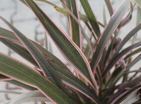 Lenovník novozélandský 'Pink Stripe' - Phormium tenax 'Pink Stripe'