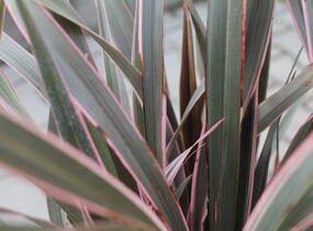 Lenovník novozélandský 'Pink Stripe' - Phormium tenax 'Pink Stripe'