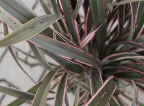 Lenovník novozélandský 'Pink Stripe' - Phormium tenax 'Pink Stripe'