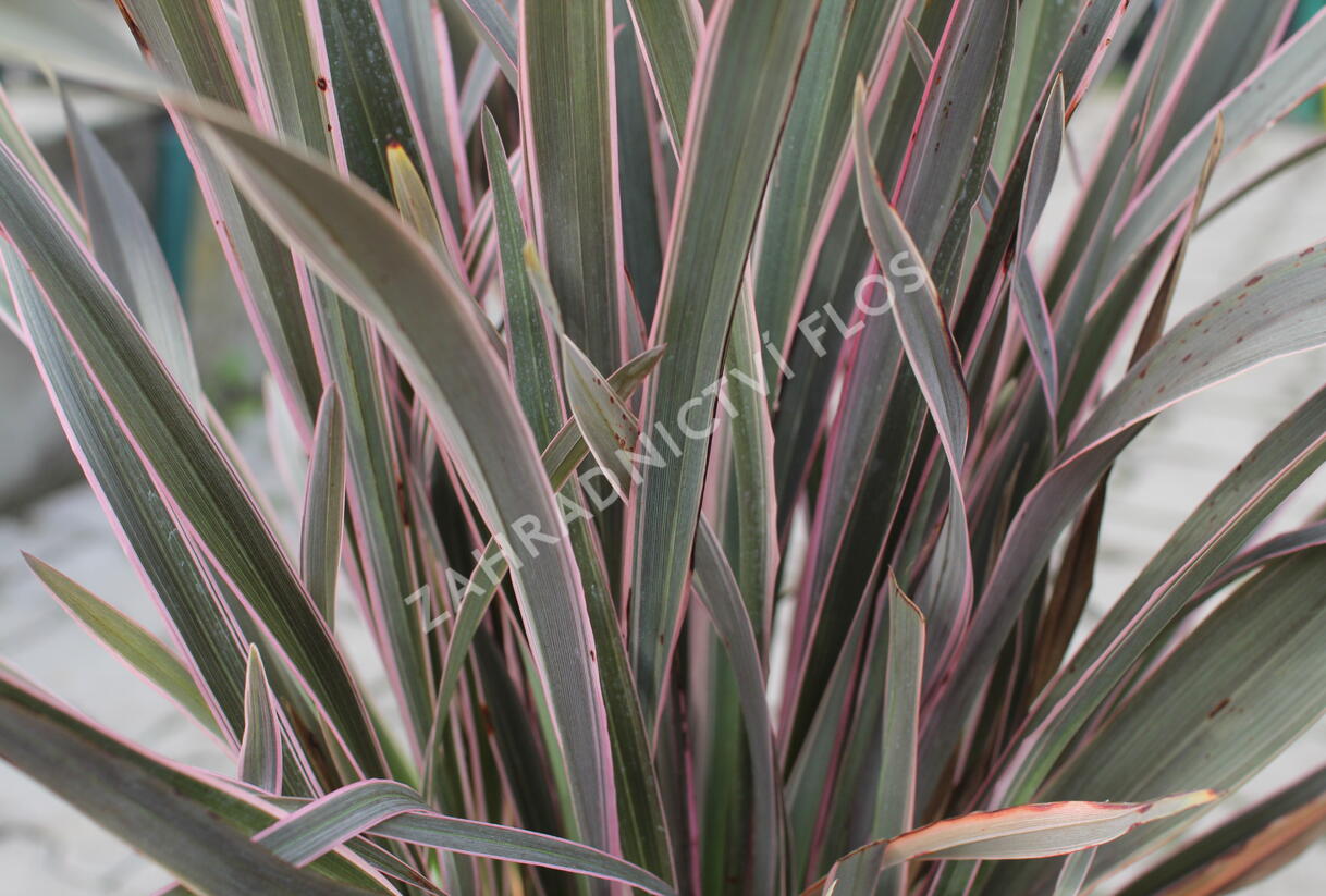 Lenovník novozélandský 'Pink Stripe' - Phormium tenax 'Pink Stripe'