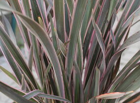 Lenovník novozélandský 'Pink Stripe' - Phormium tenax 'Pink Stripe'
