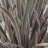Phormium tenax 'Pink Stripe'.JPG