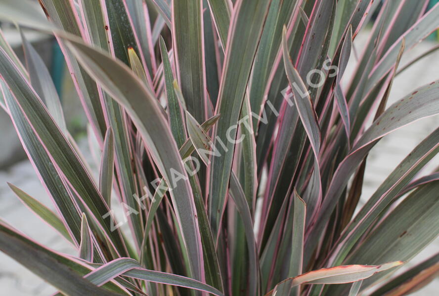 Lenovník novozélandský 'Pink Stripe' - Phormium tenax 'Pink Stripe'
