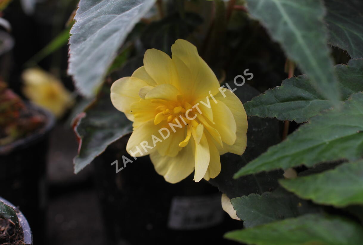 Begónie hlíznatá 'Illumination Lemon' - Begonia tuberhybrida 'Illumination Lemon'