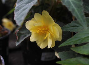 Begónie hlíznatá 'Illumination Lemon' - Begonia tuberhybrida 'Illumination Lemon'