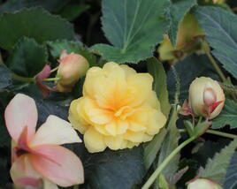 Begónie hlíznatá 'Illumination Lemon'