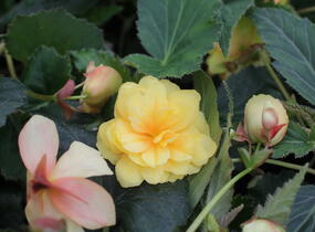 Begónie hlíznatá 'Illumination Lemon' - Begonia tuberhybrida 'Illumination Lemon'