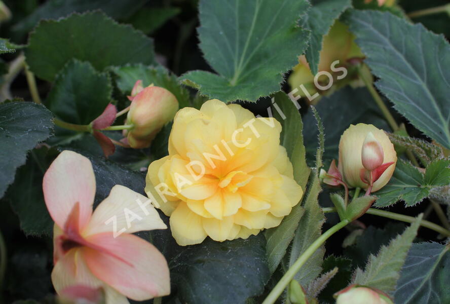 Begónie hlíznatá 'Illumination Lemon' - Begonia tuberhybrida 'Illumination Lemon'