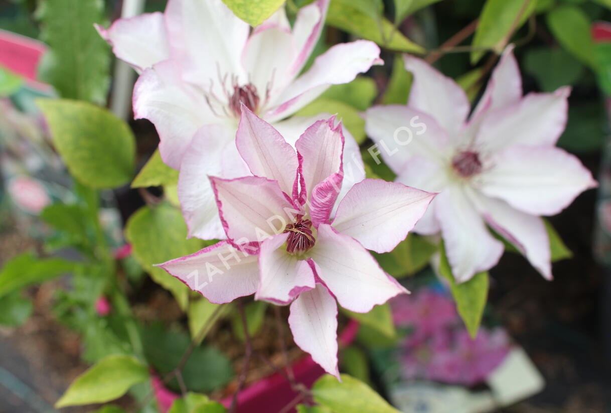 Plamének 'Omoshiro' - Clematis 'Omoshiro'
