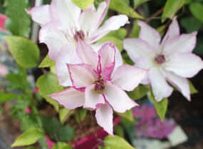Plamének 'Omoshiro' - Clematis 'Omoshiro'