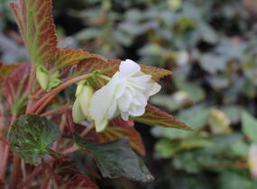 Begónie hlíznatá 'Illumination White' - Begonia tuberhybrida 'Illumination White'