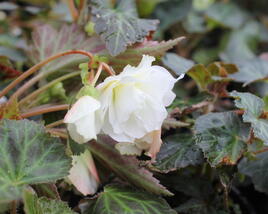 Begónie hlíznatá 'Illumination White'