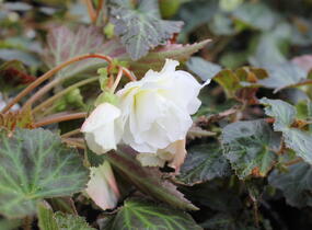 Begónie hlíznatá 'Illumination White' - Begonia tuberhybrida 'Illumination White'