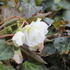Begonia tuberhybrida 'Illumination White'.JPG