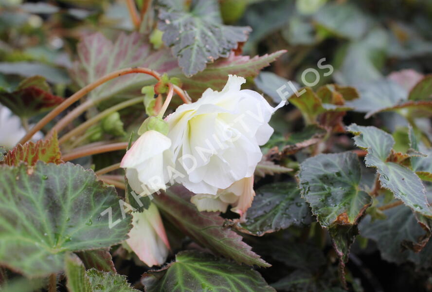 Begónie hlíznatá 'Illumination White' - Begonia tuberhybrida 'Illumination White'
