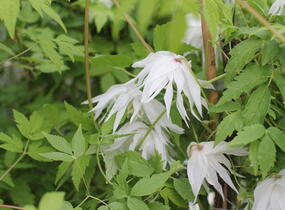 Plamének alpský 'Albina Plena' - Clematis alpina 'Albina Plena'