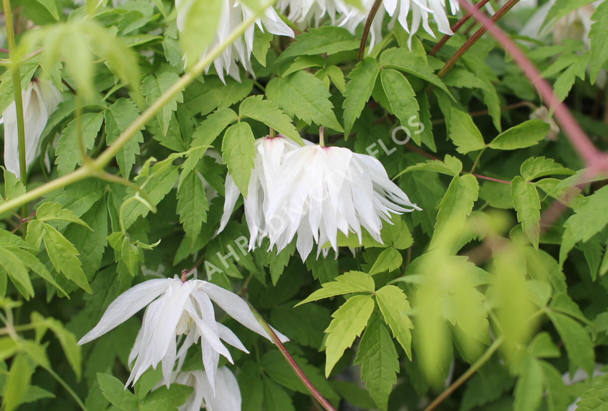 Plamének alpský 'Albina Plena' - Clematis alpina 'Albina Plena'