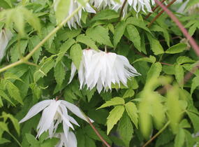 Plamének alpský 'Albina Plena' - Clematis alpina 'Albina Plena'
