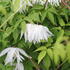 Clematis alpina 'Albina Plena'.JPG