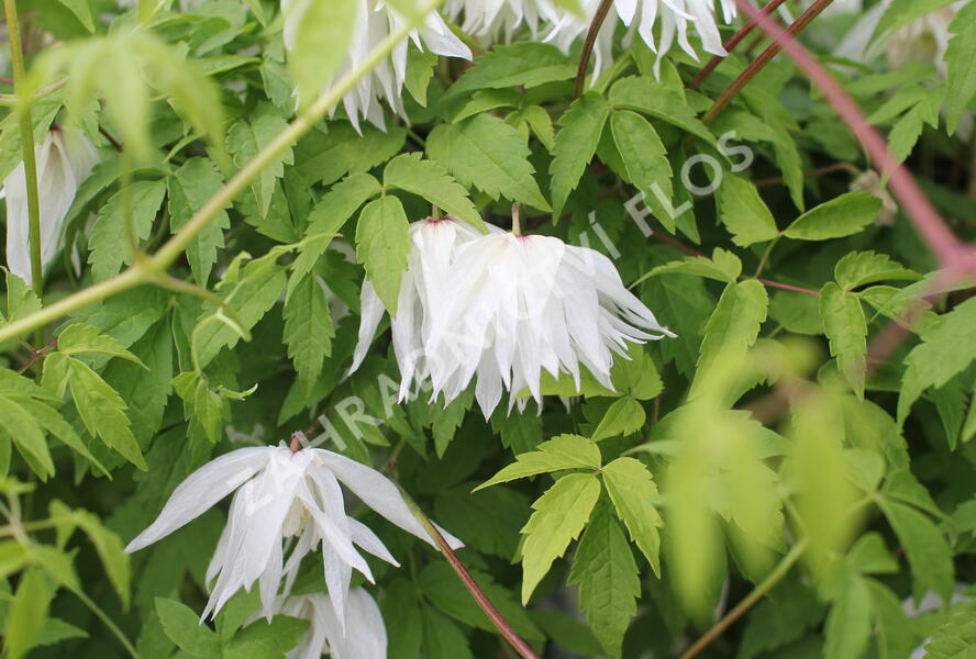 Plamének alpský 'Albina Plena' - Clematis alpina 'Albina Plena'