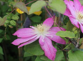 Plamének 'Asao' - Clematis 'Asao'