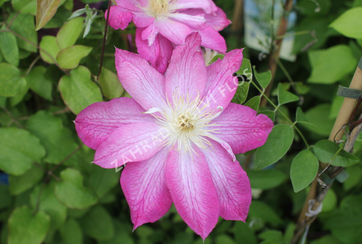 Plamének 'Asao' - Clematis 'Asao'
