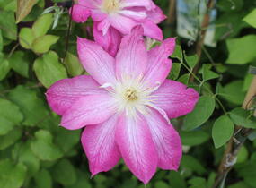 Plamének 'Asao' - Clematis 'Asao'