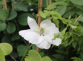 Plamének 'Guernsey Cream' - Clematis 'Guernsey Cream'