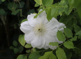 Plamének 'Guernsey Cream' - Clematis 'Guernsey Cream'