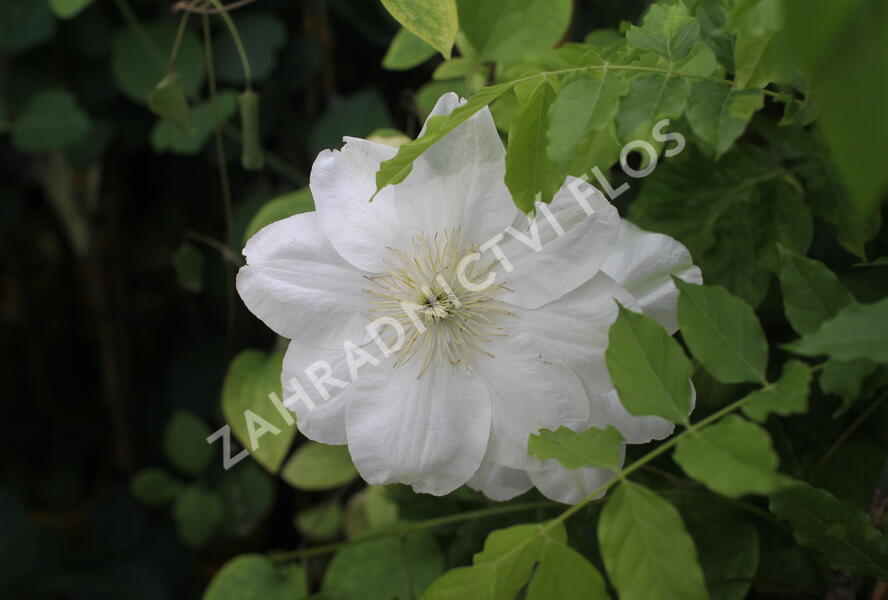 Plamének 'Guernsey Cream' - Clematis 'Guernsey Cream'