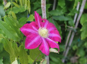 Plamének 'Hoshi-no-flamenco' - Clematis 'Hoshi-no-flamenco'