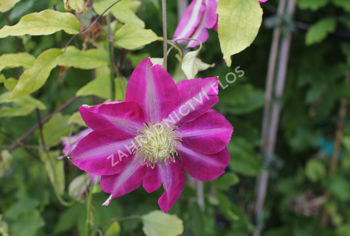 Plamének 'Hoshi-no-flamenco' - Clematis 'Hoshi-no-flamenco'