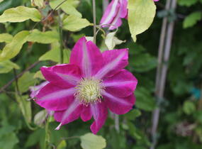 Plamének 'Hoshi-no-flamenco' - Clematis 'Hoshi-no-flamenco'
