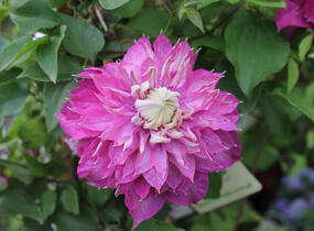 Plamének 'Kaiser' - Clematis 'Kaiser'