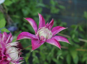 Plamének 'Kaiser' - Clematis 'Kaiser'