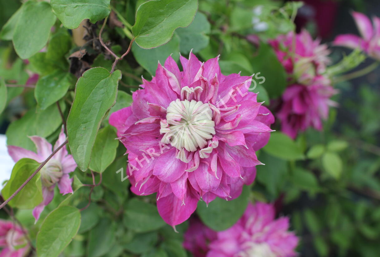 Plamének 'Kaiser' - Clematis 'Kaiser'