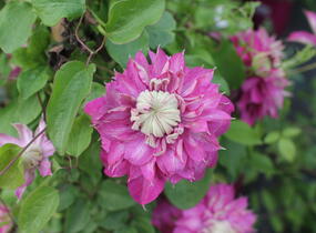 Plamének 'Kaiser' - Clematis 'Kaiser'