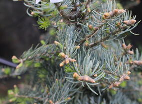 Jedle ojíněná 'Hexe' - Abies concolor 'Hexe'
