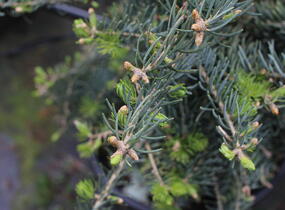 Jedle ojíněná 'Hexe' - Abies concolor 'Hexe'