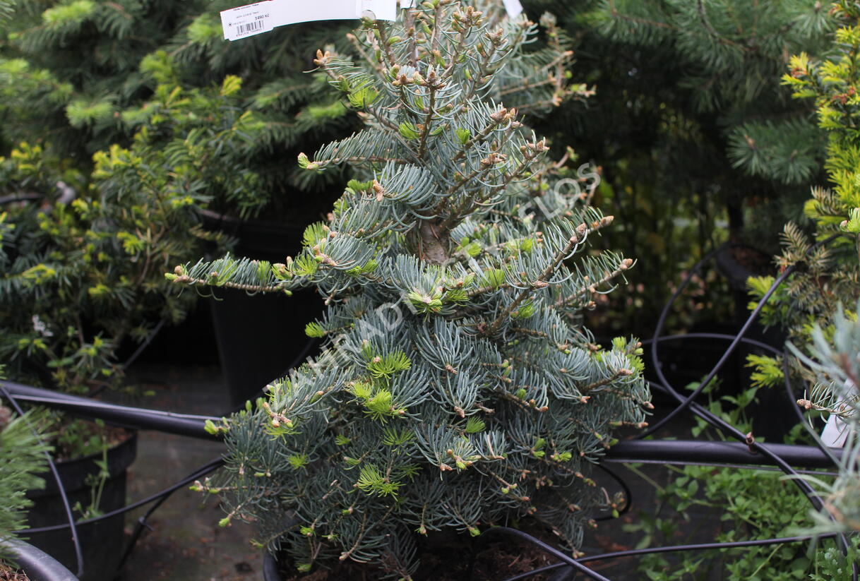 Jedle ojíněná 'Hexe' - Abies concolor 'Hexe'