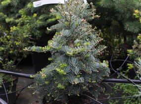 Jedle ojíněná 'Hexe' - Abies concolor 'Hexe'