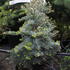 Abies concolor 'Hexe'.JPG