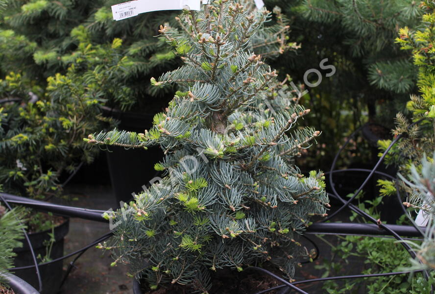 Jedle ojíněná 'Hexe' - Abies concolor 'Hexe'