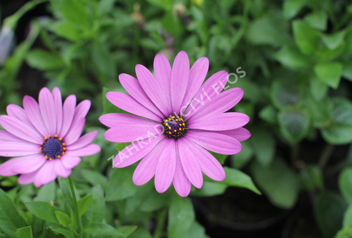 Dvoutvárka 'Margarita Lilac' - Osteospermum ecklonis 'Margarita Lilac'